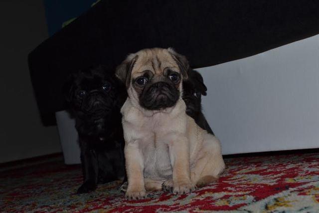 Mops--stenad