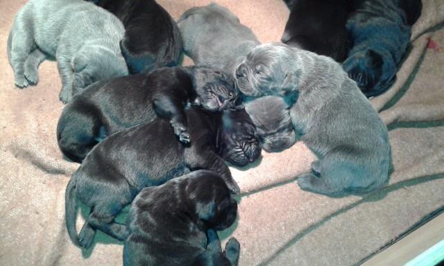 Cane-corso--sivi-stenci