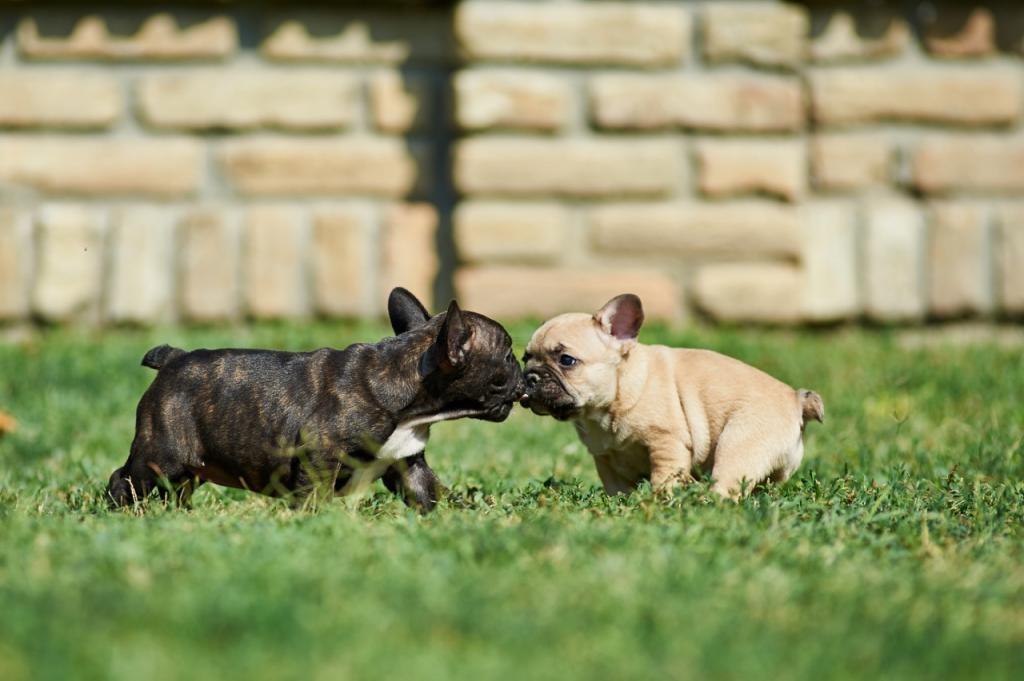 -Francuski-buldog-štenci