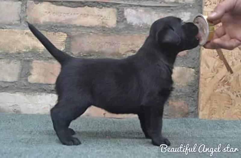 Labrador-štenci