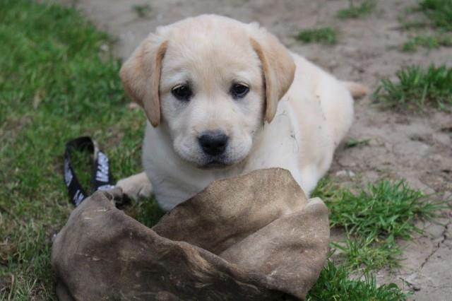 Labradori-stenad-i-mladi-psi-