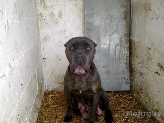 Cane-corso-stenci