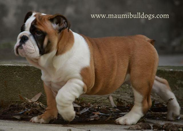 Engleski-Buldog