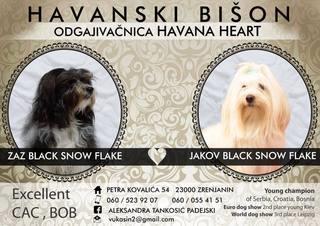 Havanski-bison-stenci