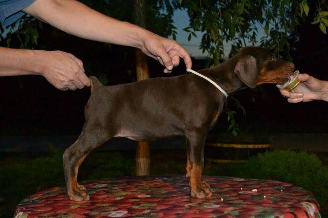 -DOBERMAN-štenad-