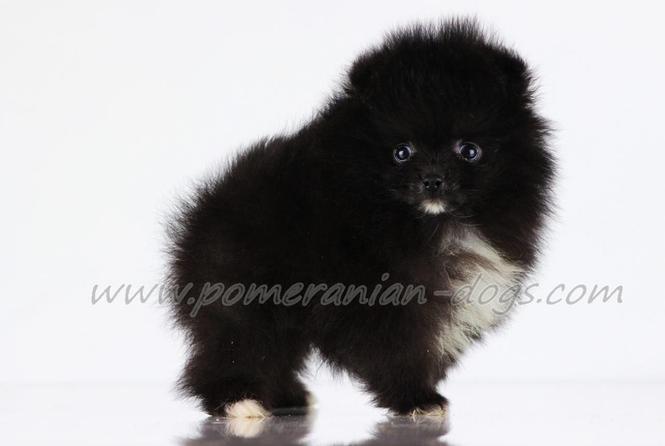 Pomeranski spic Boo