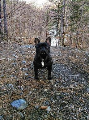 Francuski-buldog-štenci