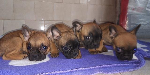 Francuski-buldog-štenci