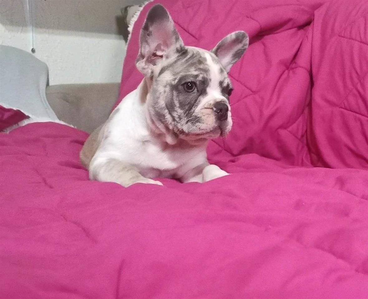 Francuski-Buldog