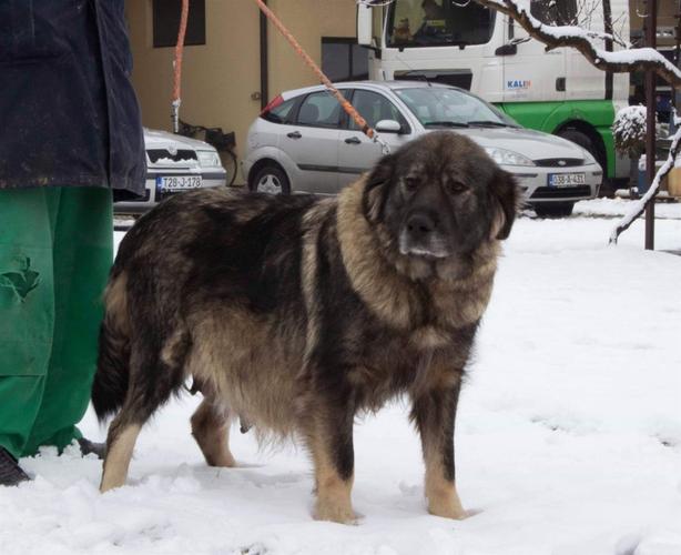 Šarplaninac štenci
