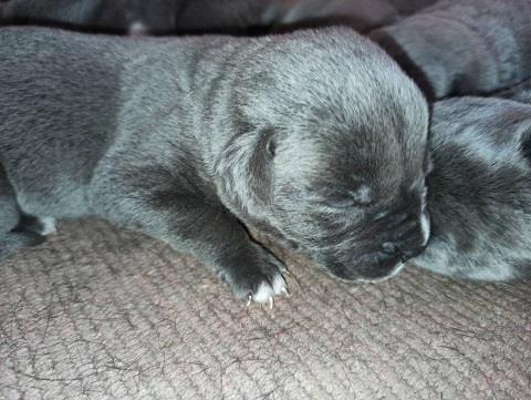 Cane-corso-štenci