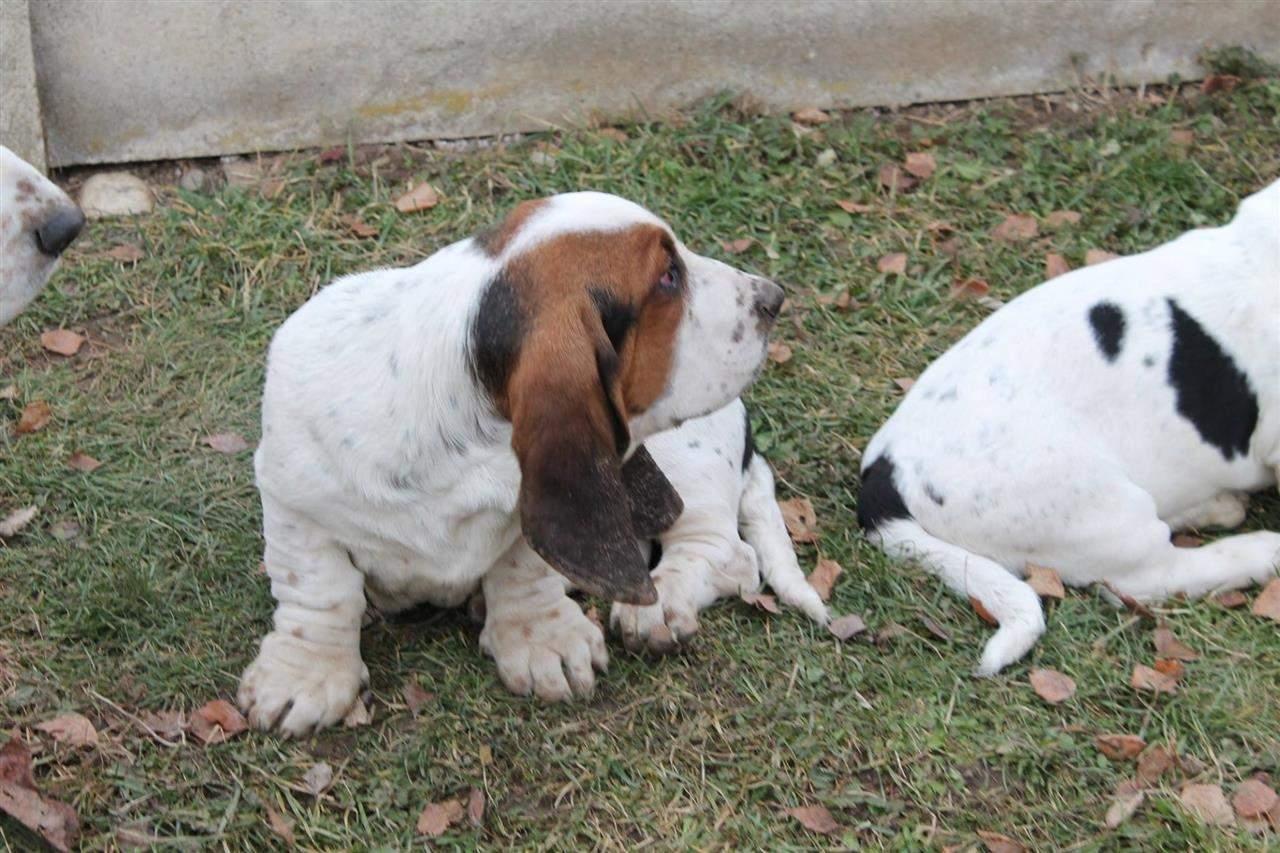 Basset-Hound---baset-