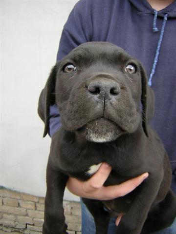 Cane-corso-stenci