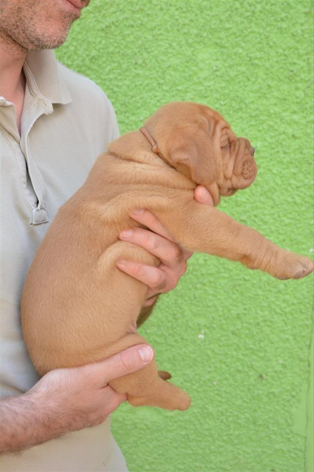 Bordoška-Doga-štenci
