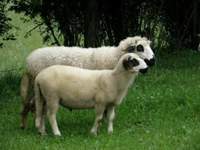 Sjenička-jagnjad