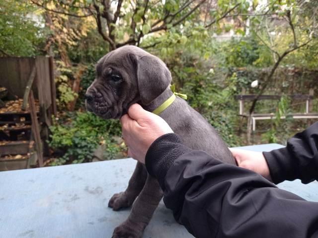 Cane-Corso--sivi-štenci