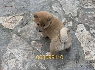 Shiba-Inu-stenci