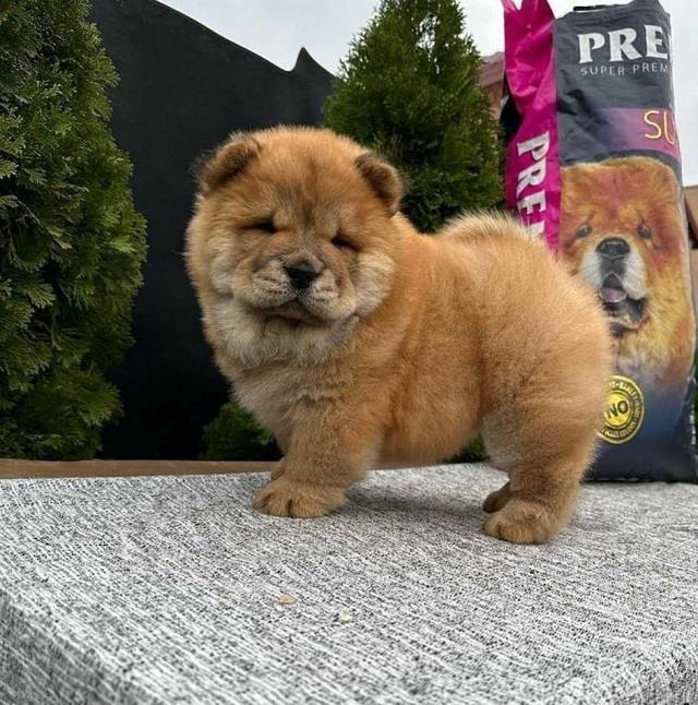 Chow-chow-štenci