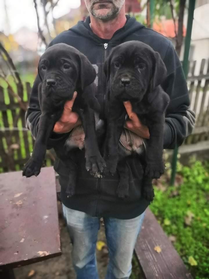Cane-corso-štenci