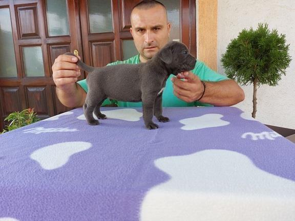 Cane-corso-štenci