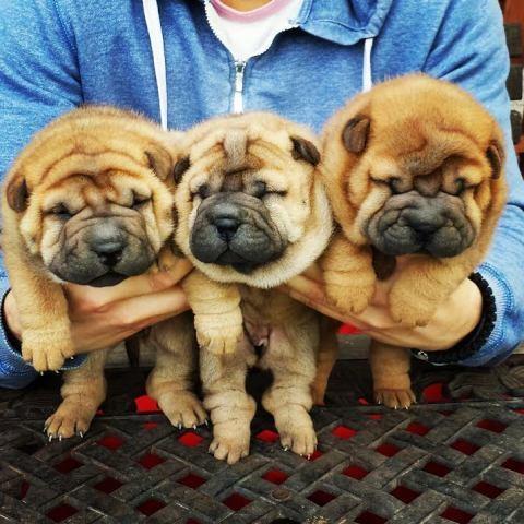 Shar-Pei-stenci