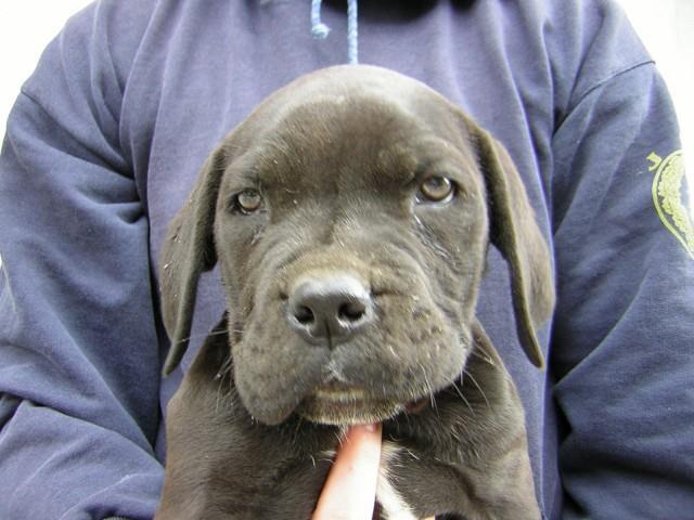 Cane-corso-stenci