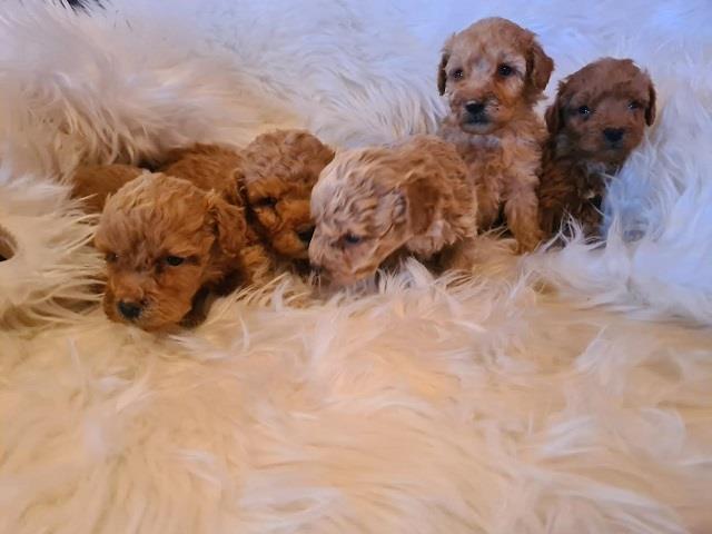 Labradoodle-štenci-