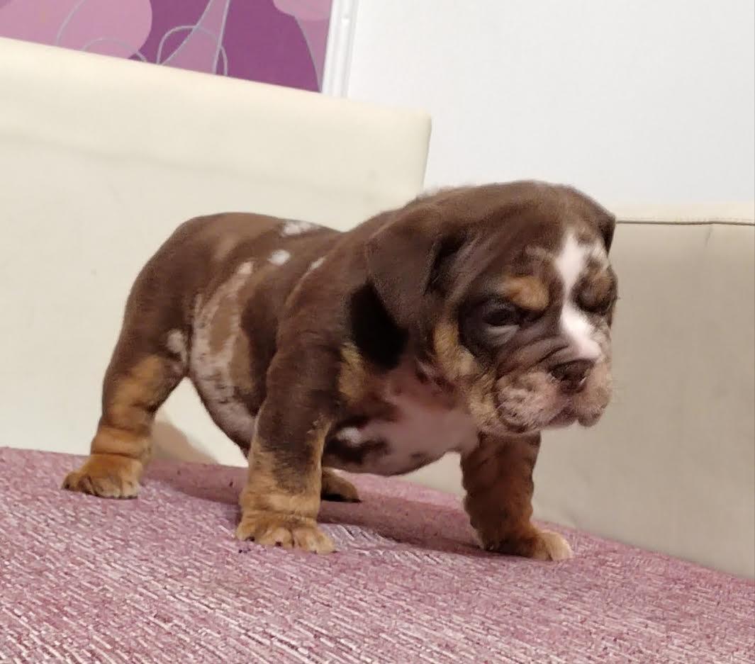 Engleski-Bulldog