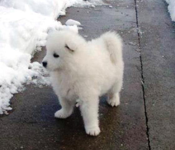 Samojed stenci