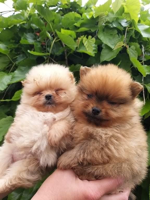 Pomeranski-špic-