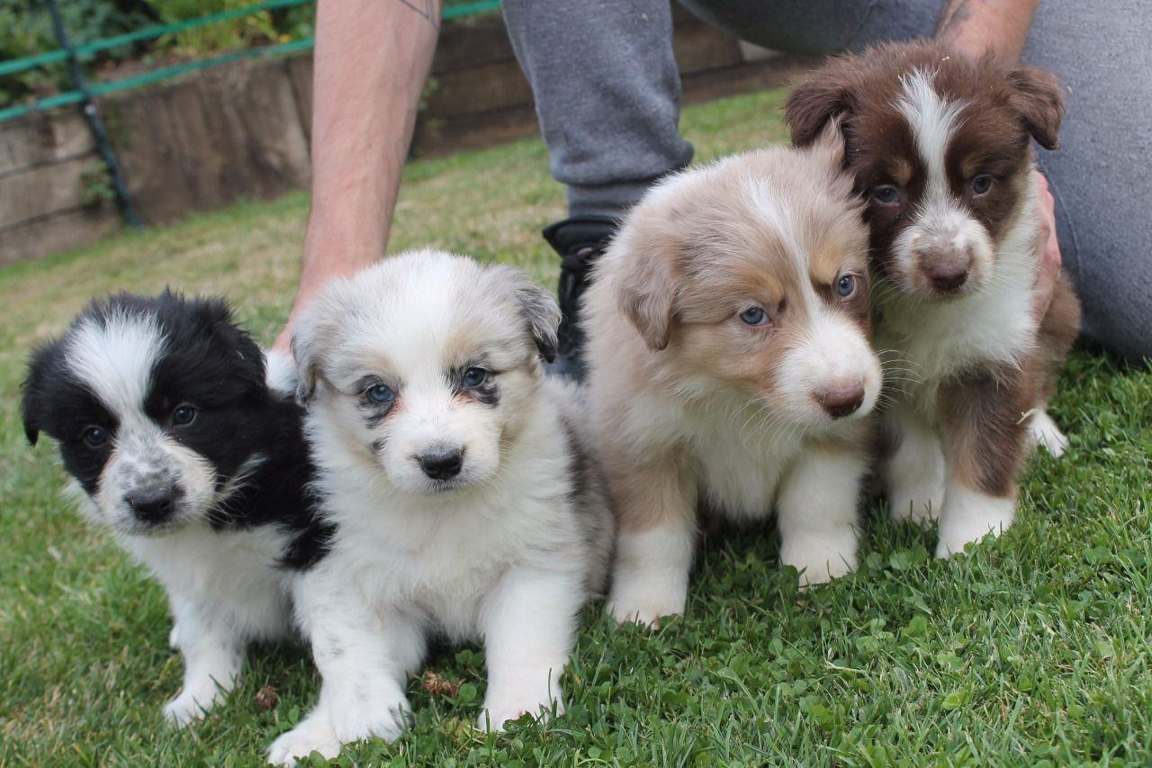 Border-psi-Collie