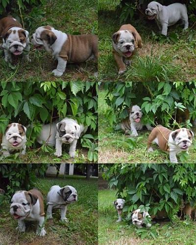 Engleski-buldog-