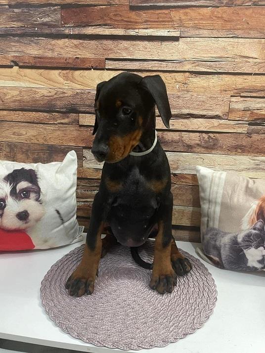 Štenci-dobermana-