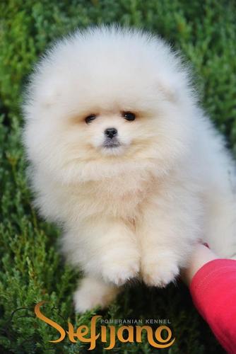Boo krem pomeranac