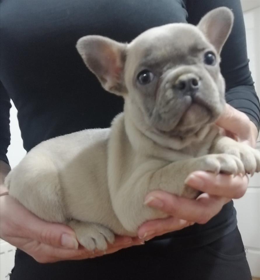 Francuski-buldog-štenci-egzotičnih-boja