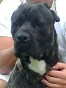 Cane-corso---mlad-muzjak