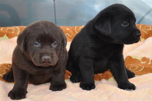 Stenci labradora