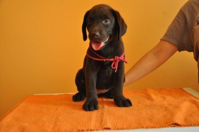 Cokoladni-stenci-Labrador-Retrivera