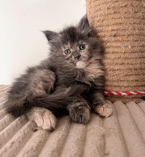 Maine-coon-mačići