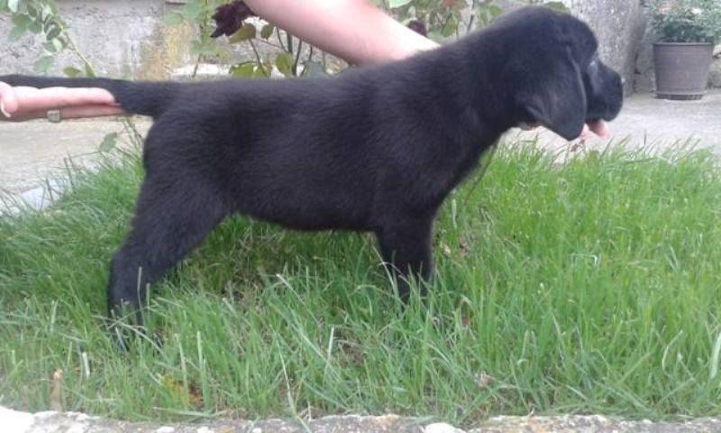 Labrador-retriver-stenci-