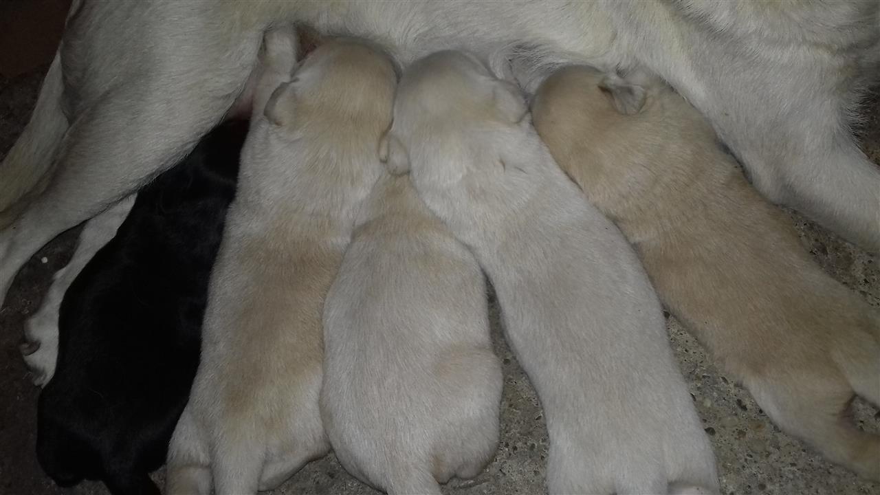 Labrador-stenci