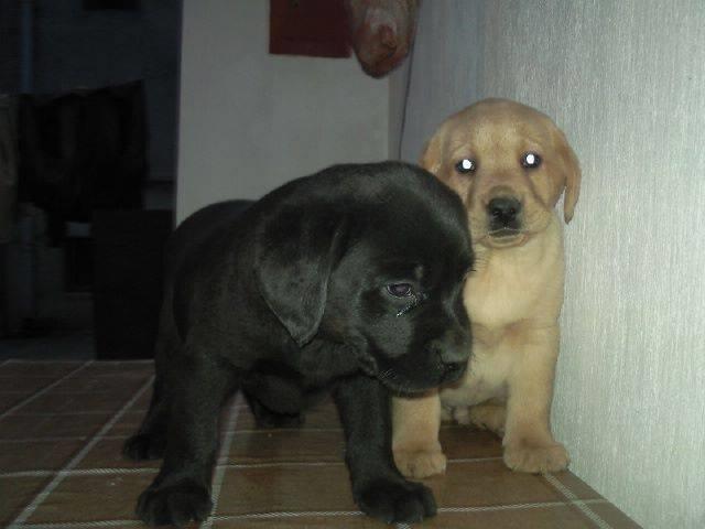 Labrador retriver,stenci 