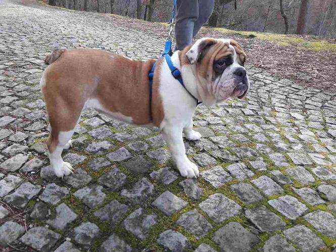 Engleski buldog štene