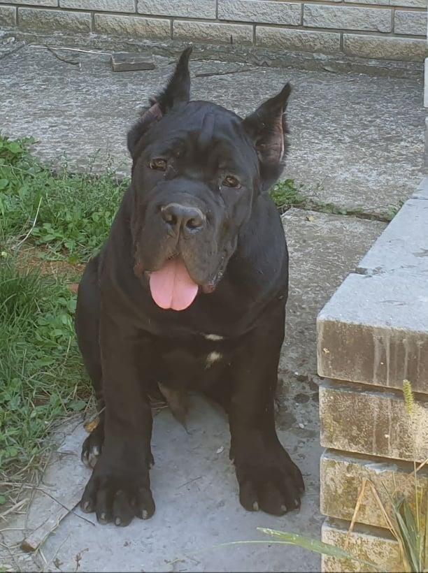 Cane-corso-štenci