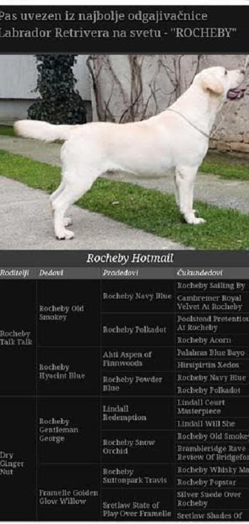 Top-leglo-Labrador-retrivera