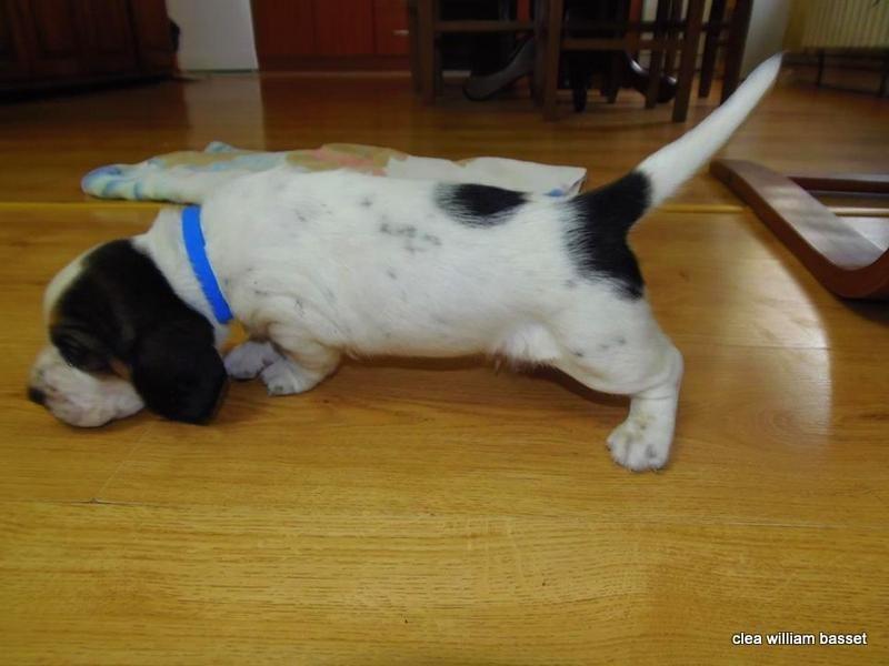 Basset-Hound---baset-stenci