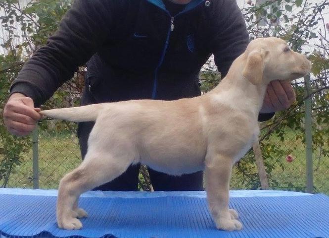 Labrador žensko štene 