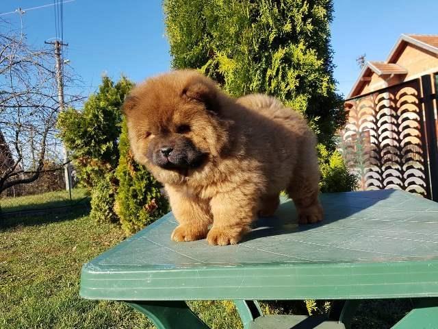 Chow-cau-cau