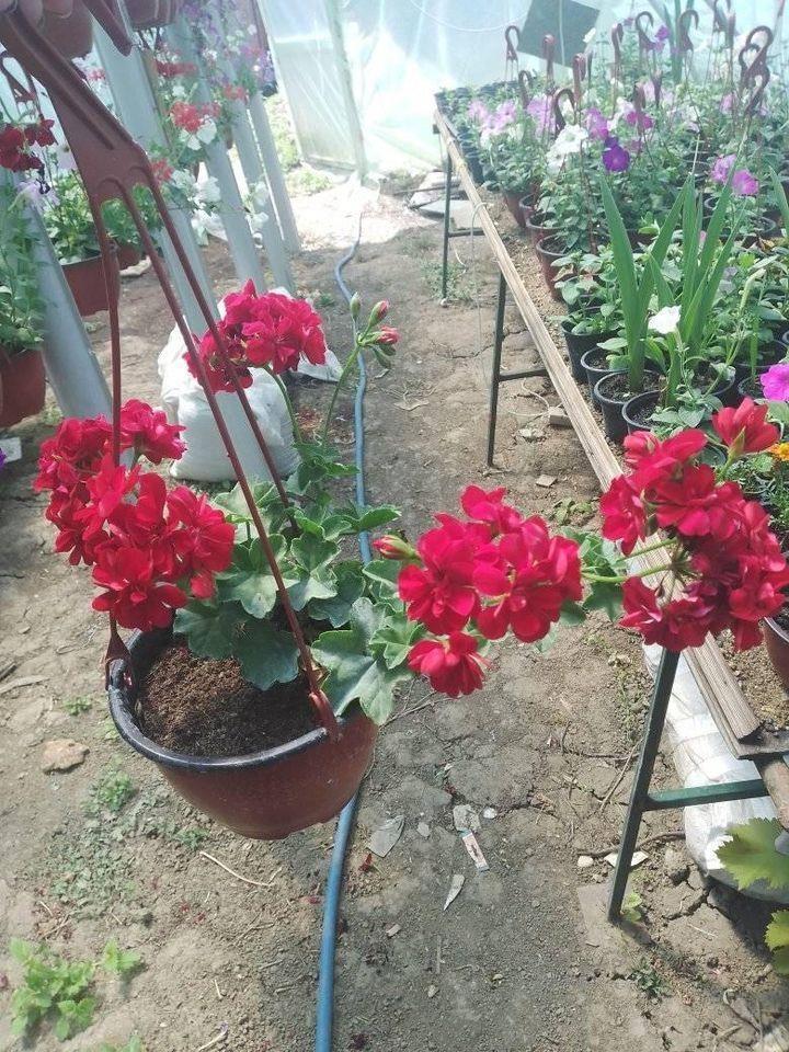 Rasadnik-cveća-DuDa-garden