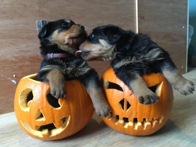 Rottweiler štenci na raspolaganju